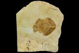 Fossil Leaf (Sassafras) - Montana #120864-1